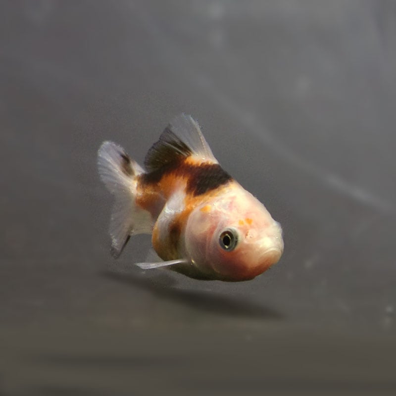 きんぎょページ☆ 金魚王子】変わり柄水泡眼 6.5±1cm前後 (個体番号：cde411) 金魚