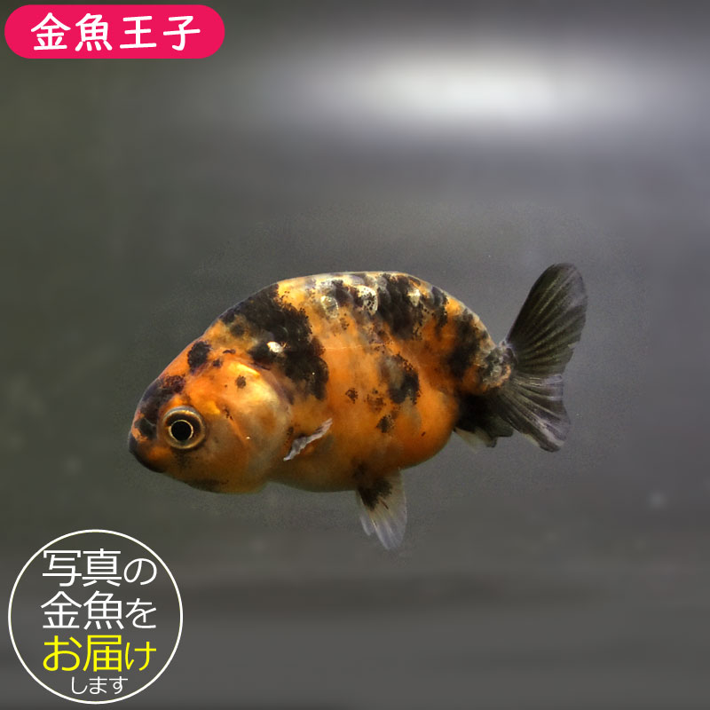 金魚王子】変わり柄らんちゅう 6±1cm前後 (個体番号：cde518