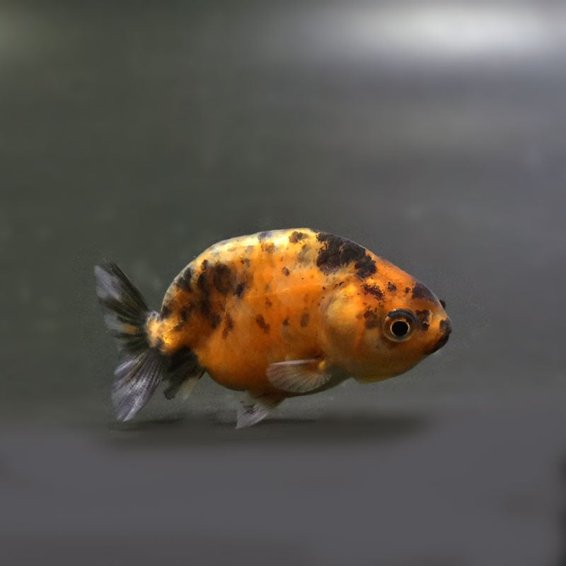 金魚 金魚王子】琉金 (変わり柄／ショートテールタイプ) 6.5±1cm前後