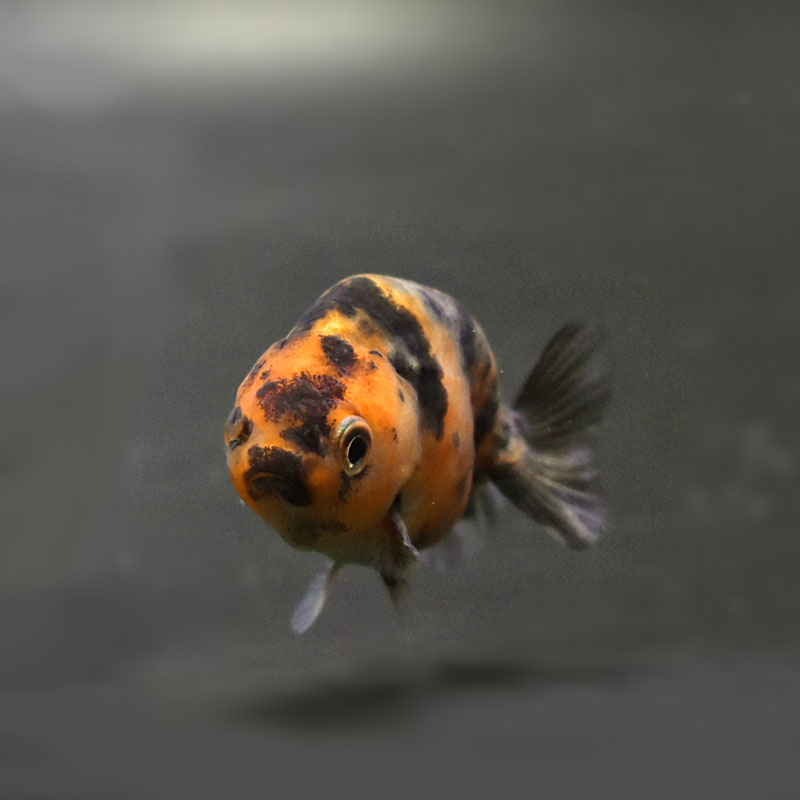 金魚王子】変わり柄らんちゅう 6±1cm前後 (個体番号：cde518) 金魚