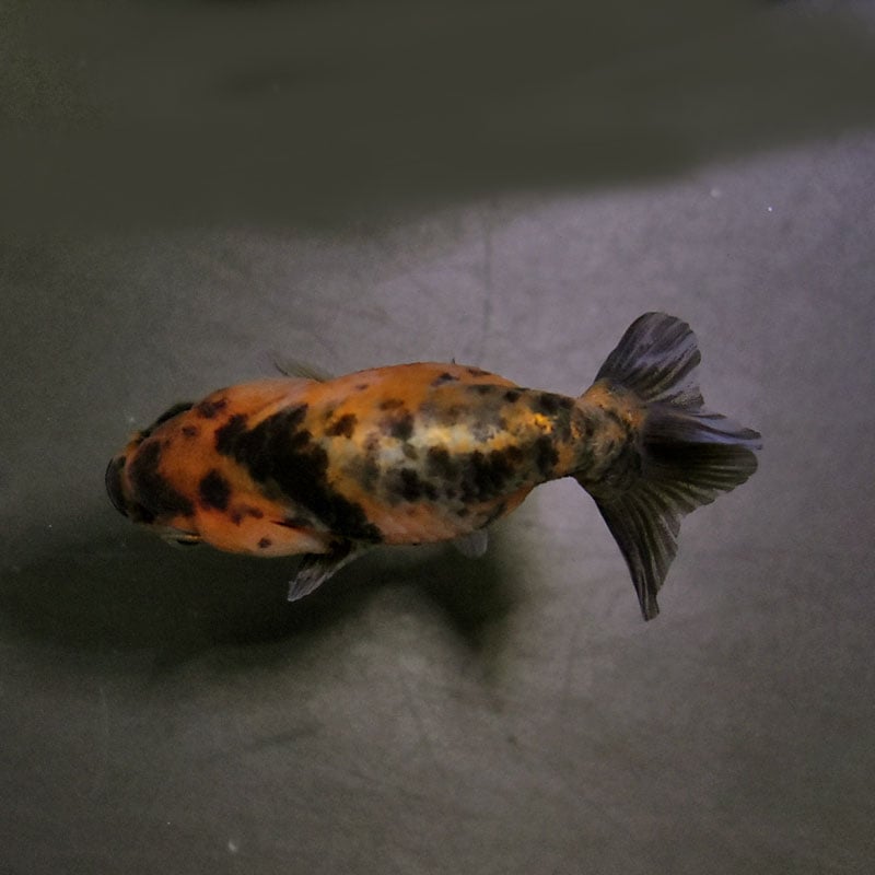 リュウジ 4cosmou1.JPG