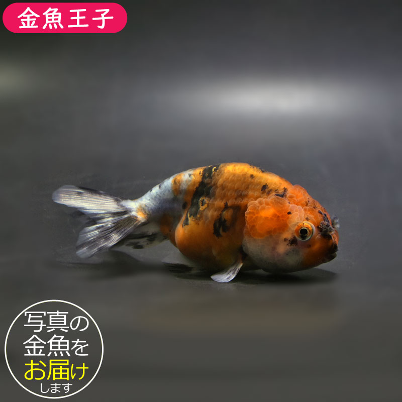 金魚王子】キャリコネコガシラ 10cm前後 (個体番号：cde682) 金魚