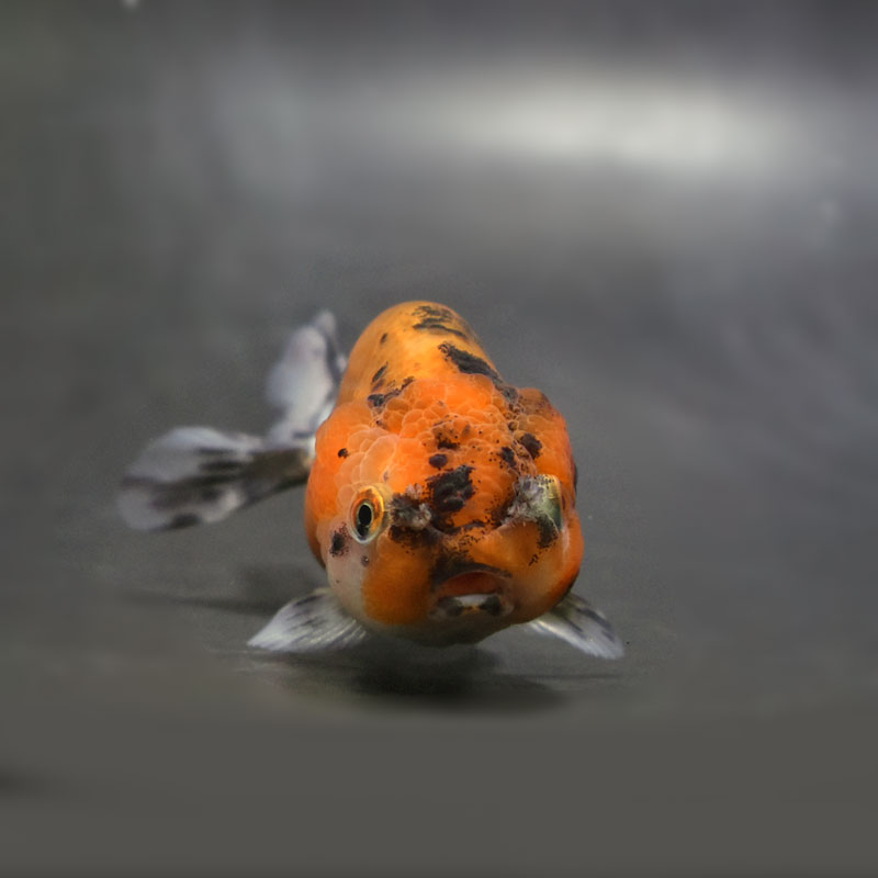 金魚王子】キャリコネコガシラ 10cm前後 (個体番号：cde682) 金魚