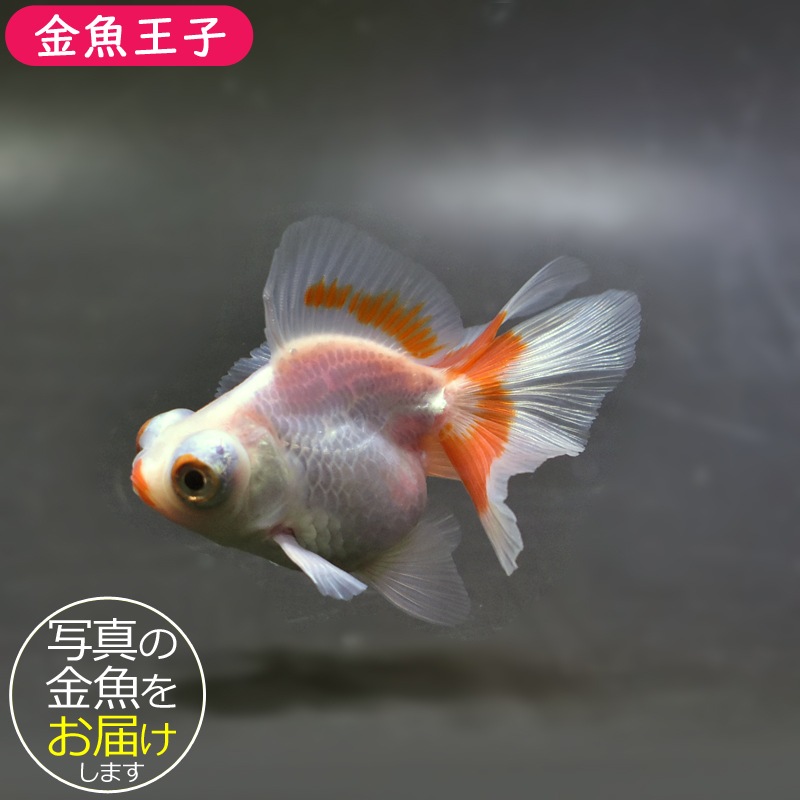 【金魚王子】更紗蝶尾 8±1cm前後 (個体番号：xsw111) 金魚 きんぎょ 生体 蝶尾 厳選個体