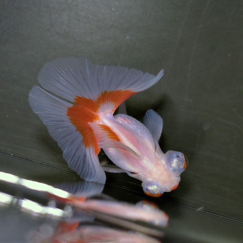 【金魚王子】更紗蝶尾 8±1cm前後 (個体番号：xsw111) 金魚 きんぎょ 生体 蝶尾 厳選個体