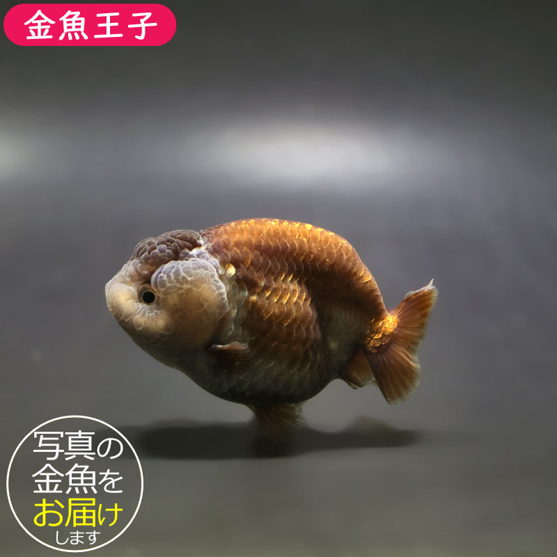 金魚王子】メノウらんちゅう 8±1cm前後 (個体番号：xsw607) 金魚