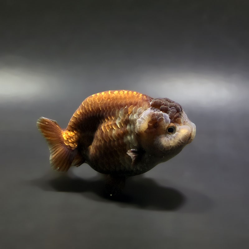 金魚王子】メノウらんちゅう 8±1cm前後 (個体番号：xsw607) 金魚
