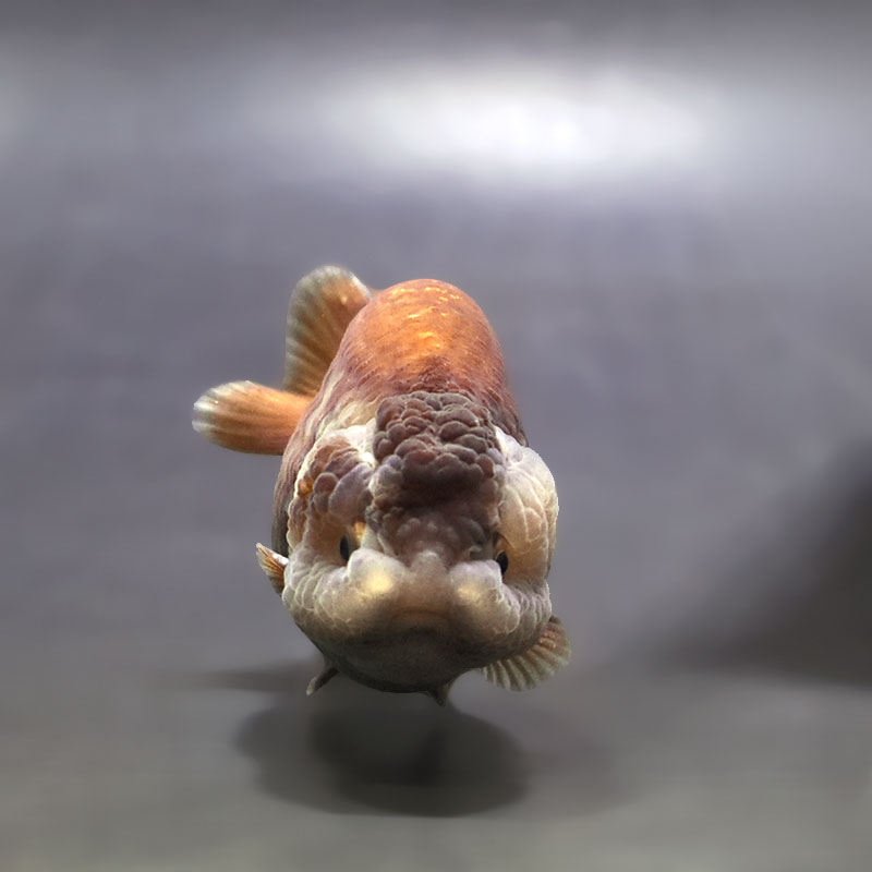 金魚王子】メノウらんちゅう 8±1cm前後 (個体番号：xsw607) 金魚