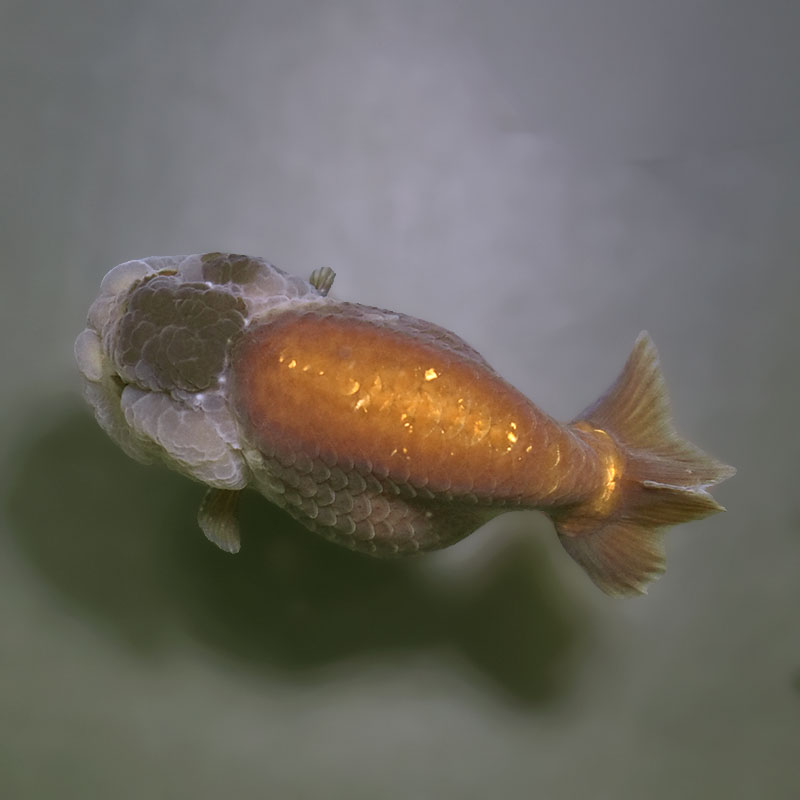 金魚王子】メノウらんちゅう 8±1cm前後 (個体番号：xsw607) 金魚