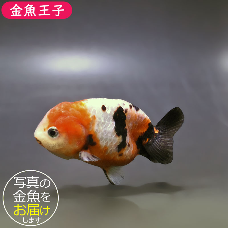 金魚王子】江戸錦 8.5～9cm前後 (個体番号：xsw782) 金魚 きんぎょ