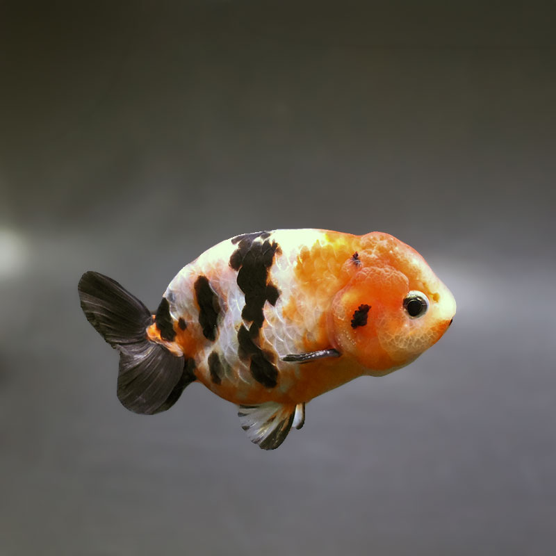 金魚王子】江戸錦 8.5～9cm前後 (個体番号：xsw782) 金魚 きんぎょ