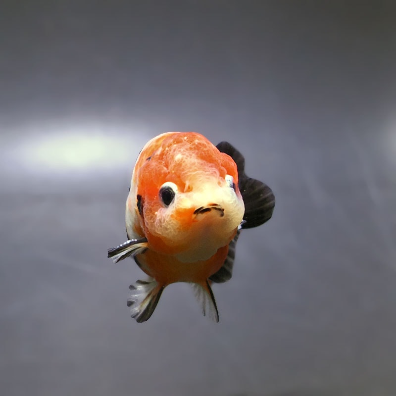 金魚王子】江戸錦 8.5～9cm前後 (個体番号：xsw782) 金魚 きんぎょ