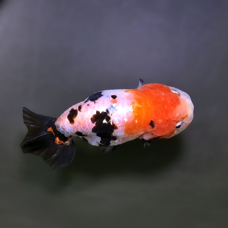 金魚王子】江戸錦 8.5～9cm前後 (個体番号：xsw782) 金魚 きんぎょ