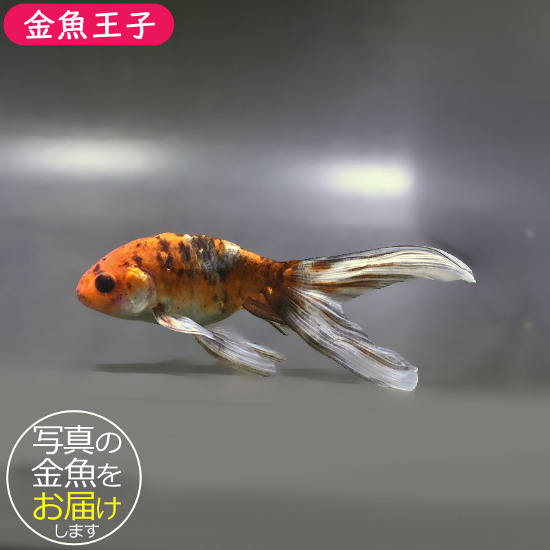 金魚王子】キャリコ丹鳳 10.5±1cm前後 (個体番号：xsw942) 金魚