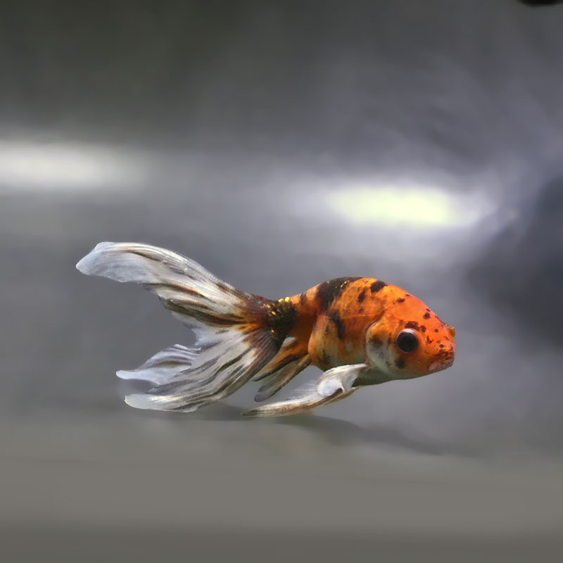 金魚王子】キャリコ丹鳳 10.5±1cm前後 (個体番号：xsw942) 金魚