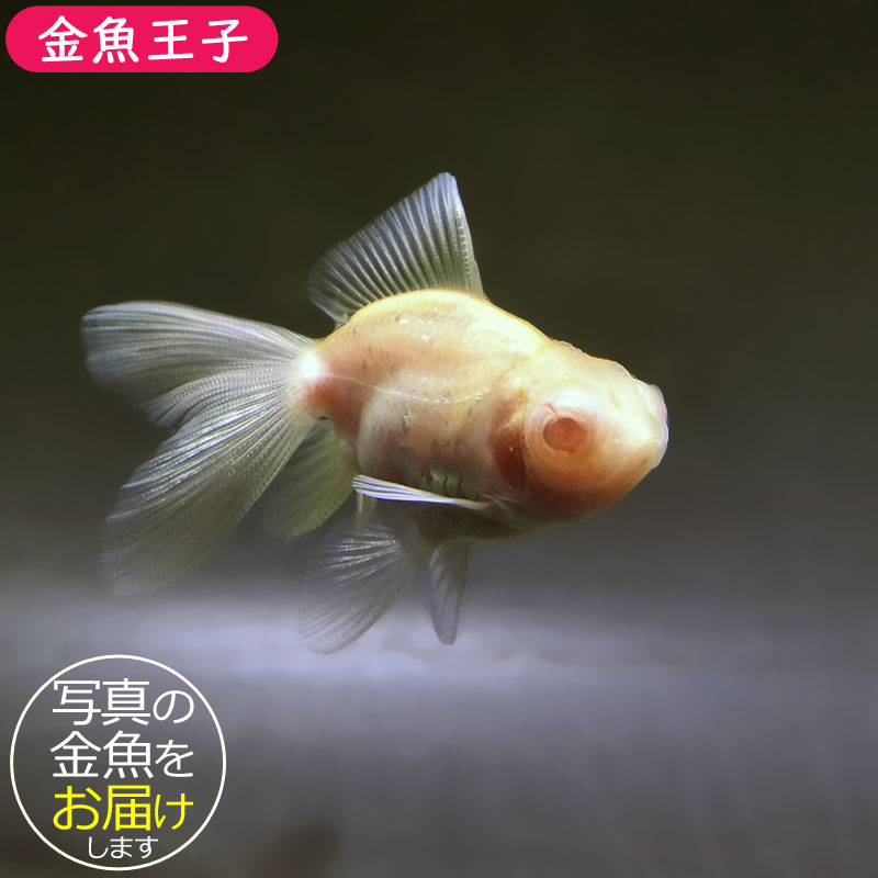 金魚 金魚王子】アルビノ朱砂竜眼 7.5cm前後 (個体番号：zaq742) 金魚