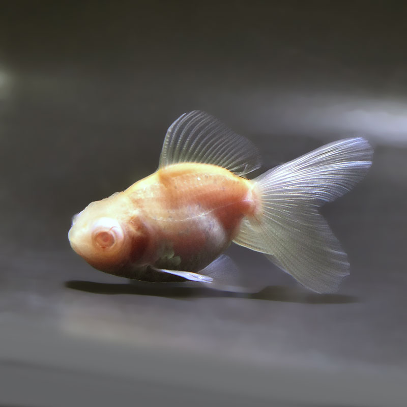 金魚王子】アルビノ朱砂竜眼 7.5cm前後 (個体番号：zaq742) 金魚