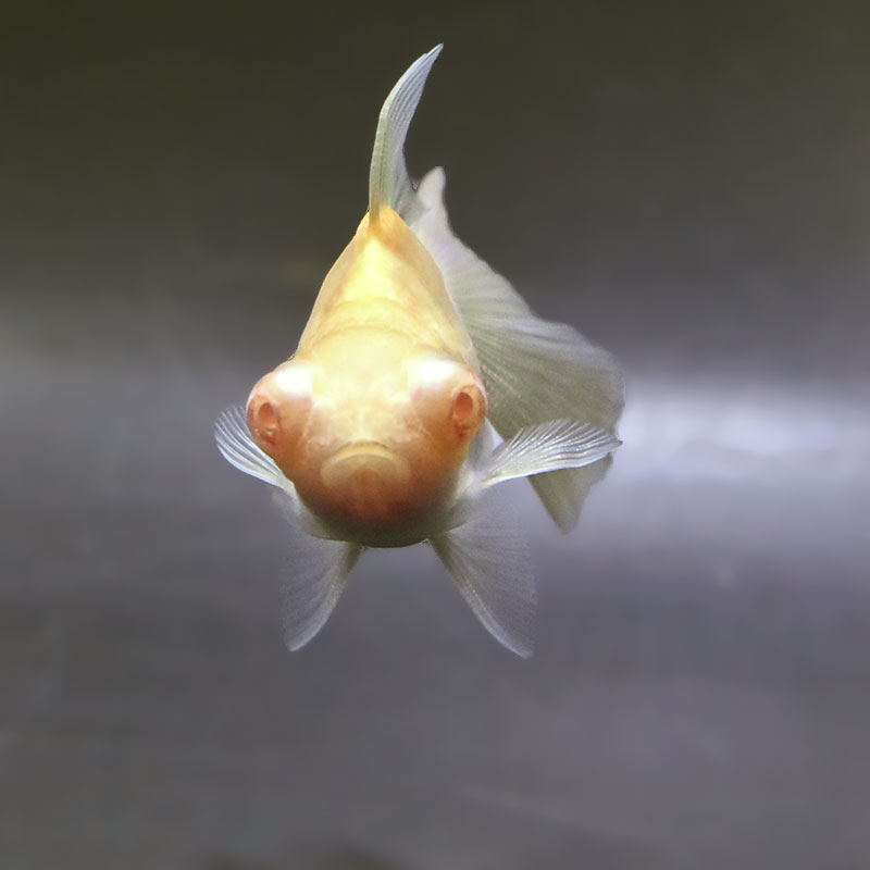 金魚王子】アルビノ朱砂竜眼 7.5cm前後 (個体番号：zaq742) 金魚