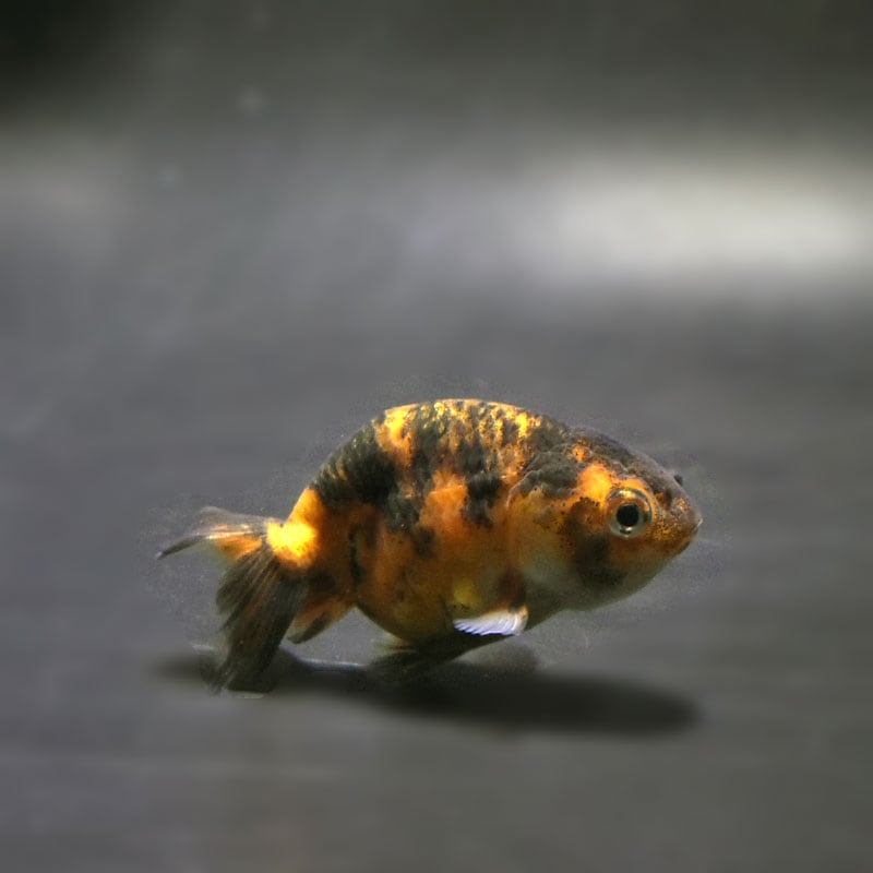 らんちゅう他 金魚王子】変わり柄らんちゅう 6±1cm前後 (個体番号：cde519