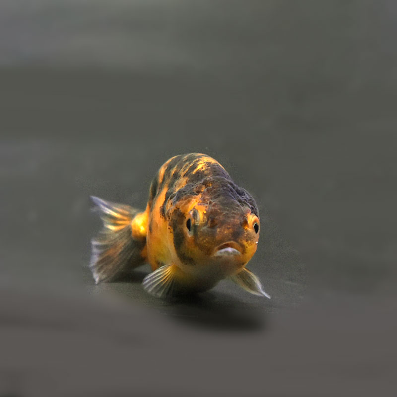 らんちゅう他 金魚王子】変わり柄らんちゅう 6±1cm前後 (個体番号：cde519