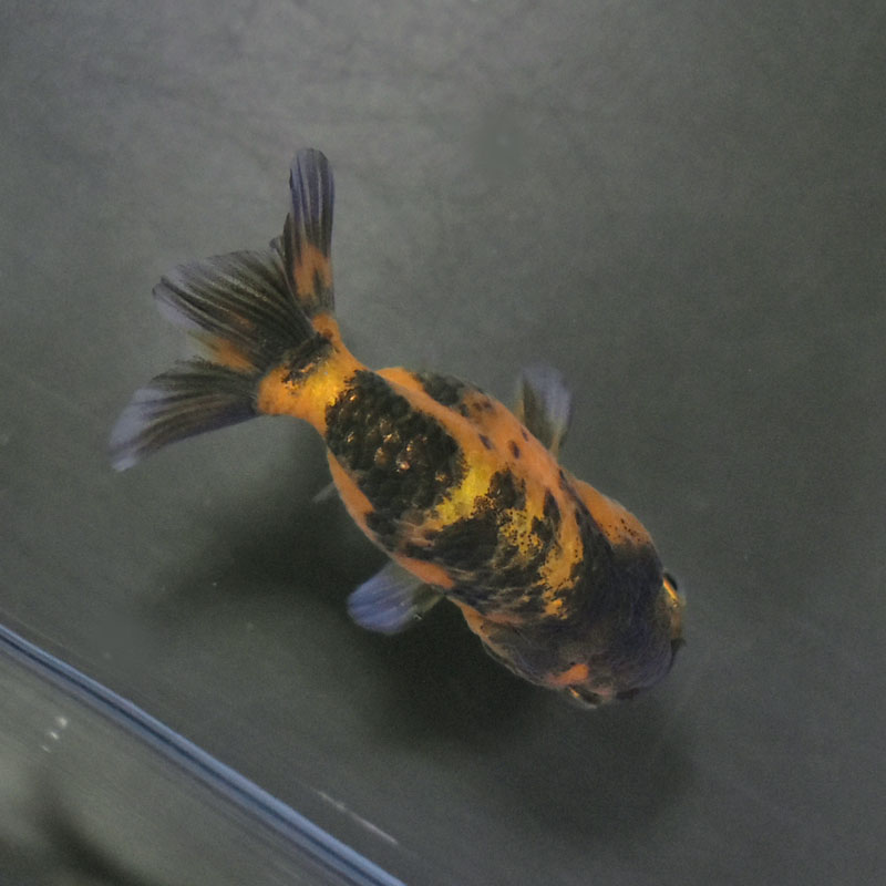 金魚王子】変わり柄らんちゅう 6±1cm前後 (個体番号：cde519