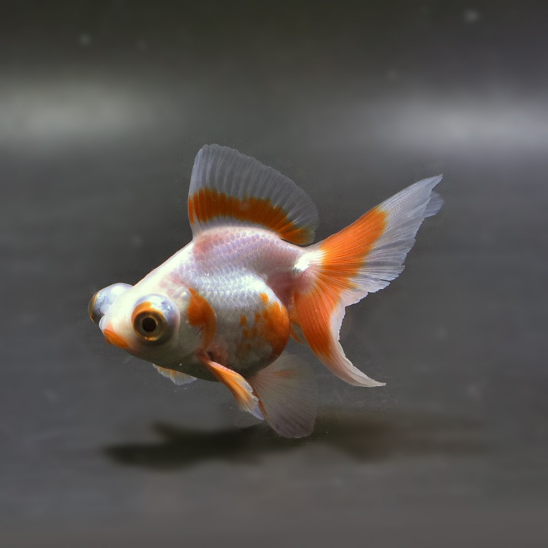 【金魚王子】更紗蝶尾 8±1cm前後 (個体番号:xsw112) 金魚 きんぎょ 生体 蝶尾 厳選個体