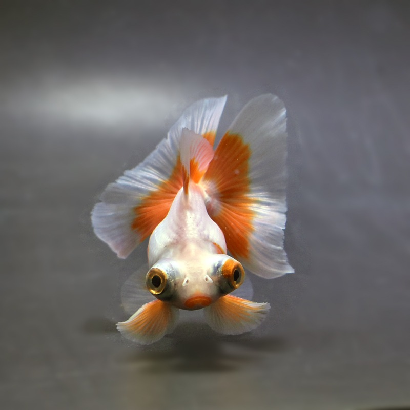 【金魚王子】更紗蝶尾 8±1cm前後 (個体番号:xsw112) 金魚 きんぎょ 生体 蝶尾 厳選個体