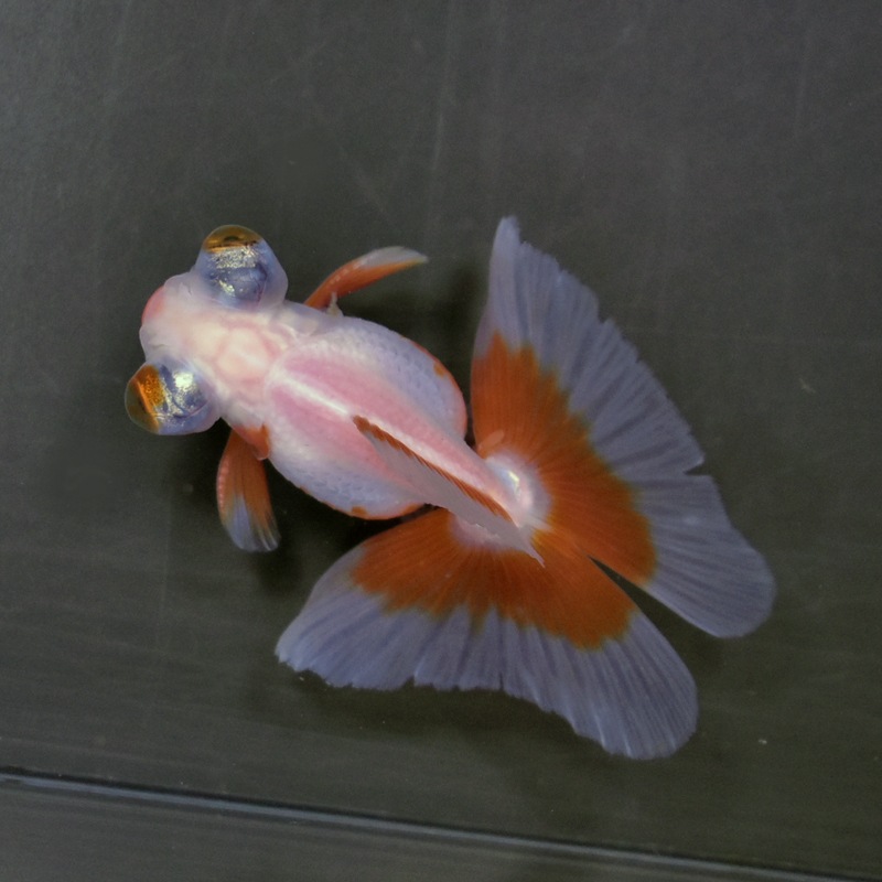 【金魚王子】更紗蝶尾 8±1cm前後 (個体番号:xsw112) 金魚 きんぎょ 生体 蝶尾 厳選個体