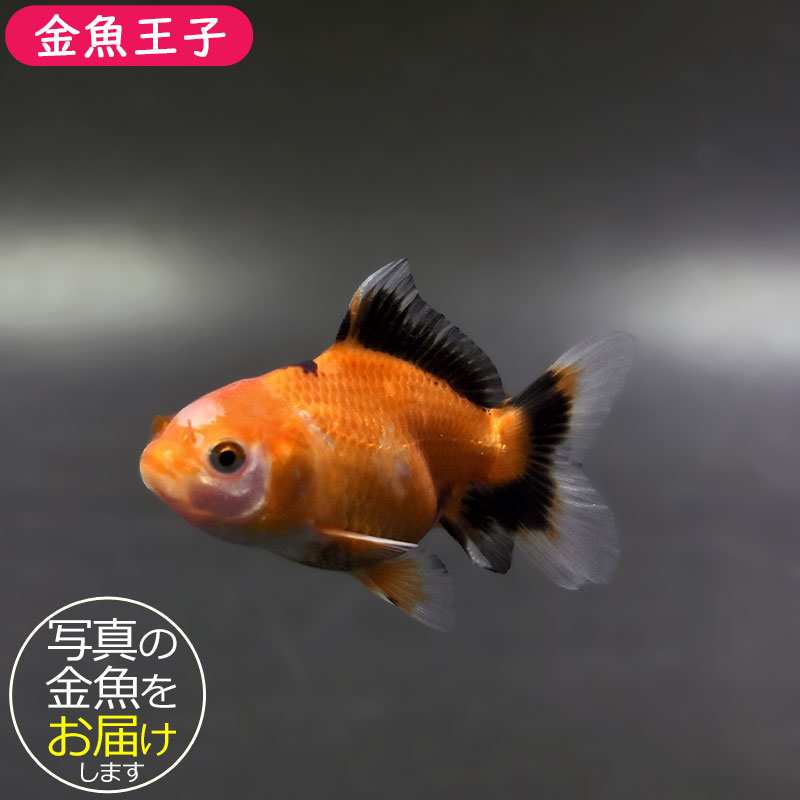 金魚王子】トリカラーオランダ 6.5±1cm前後 (個体番号：xsw251) 金魚