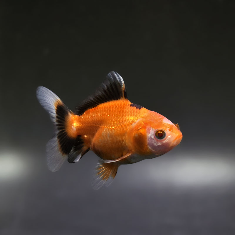 金魚王子】トリカラーオランダ 6.5±1cm前後 (個体番号：xsw251) 金魚