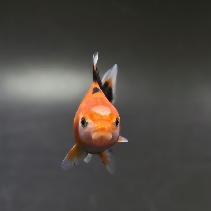 金魚王子】トリカラーオランダ 6.5±1cm前後 (個体番号：xsw251) 金魚