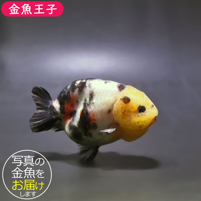 金魚王子】江戸錦 8.5～9cm前後 (個体番号：xsw783) 金魚 きんぎょ