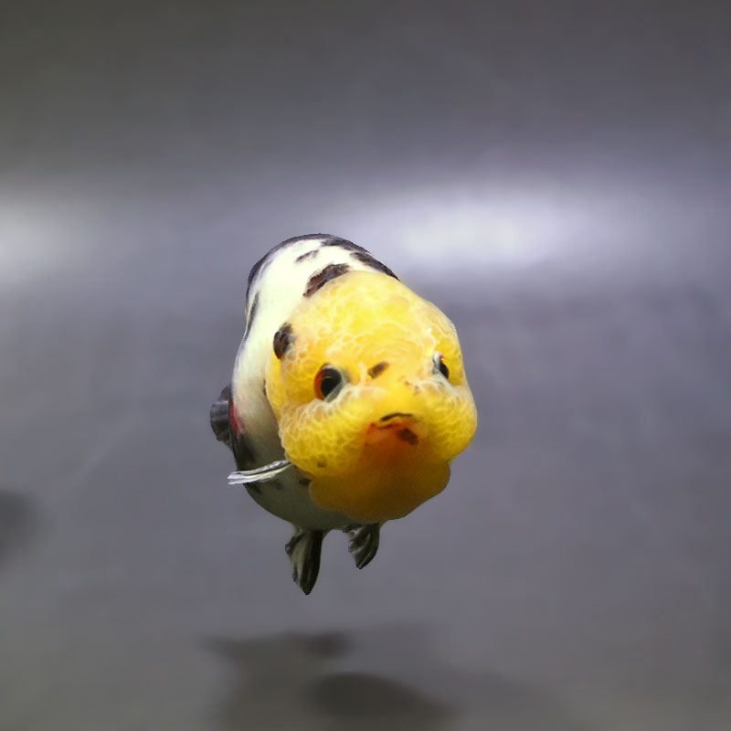 金魚王子】江戸錦 8.5～9cm前後 (個体番号：xsw783) 金魚 きんぎょ