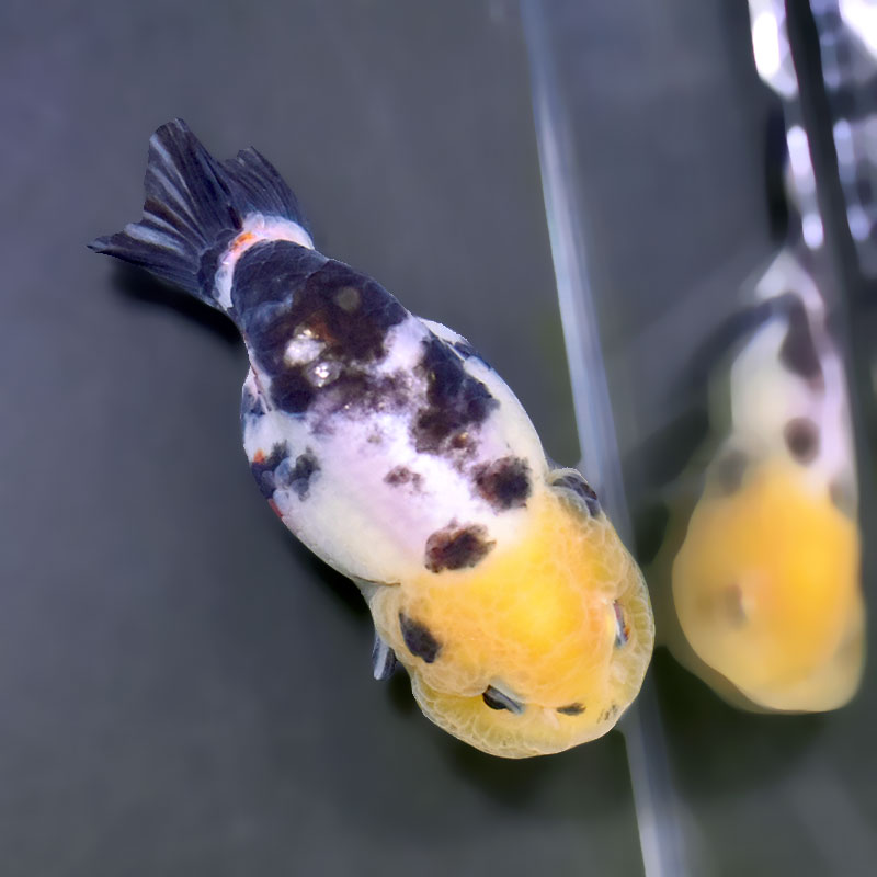 金魚王子】江戸錦 8.5～9cm前後 (個体番号：xsw783) 金魚 きんぎょ