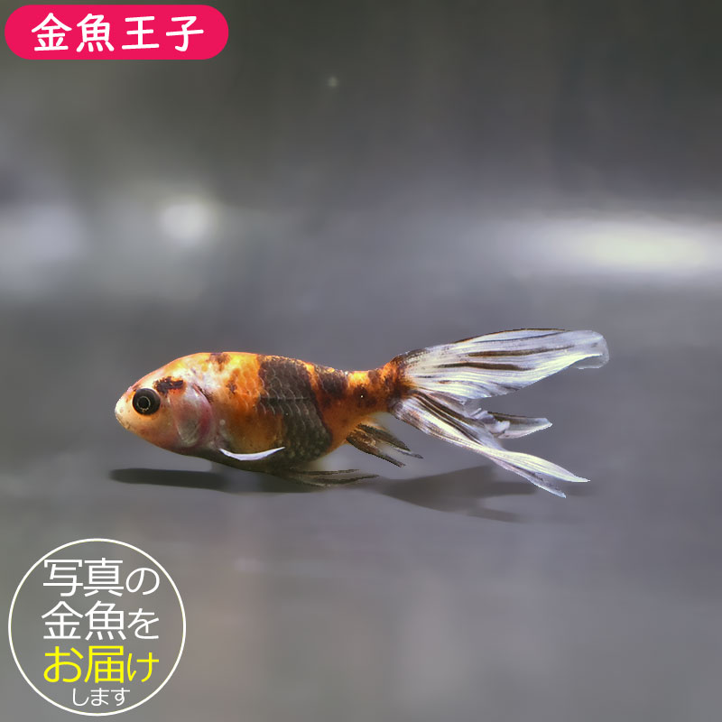 金魚　様 金魚王子】キャリコ丹鳳 10.5±1cm前後 (個体番号：xsw943) 金魚