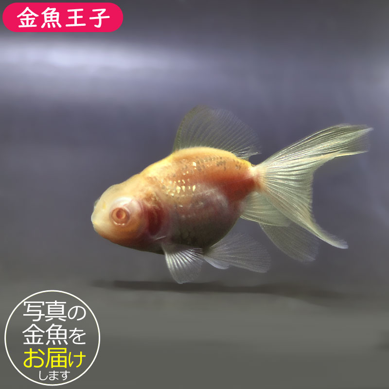 金魚王子】アルビノ朱砂竜眼 7cm前後 (個体番号：zaq743) 金魚