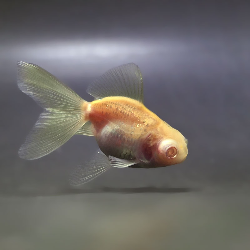 金魚王子】アルビノ朱砂竜眼 7cm前後 (個体番号：zaq743) 金魚