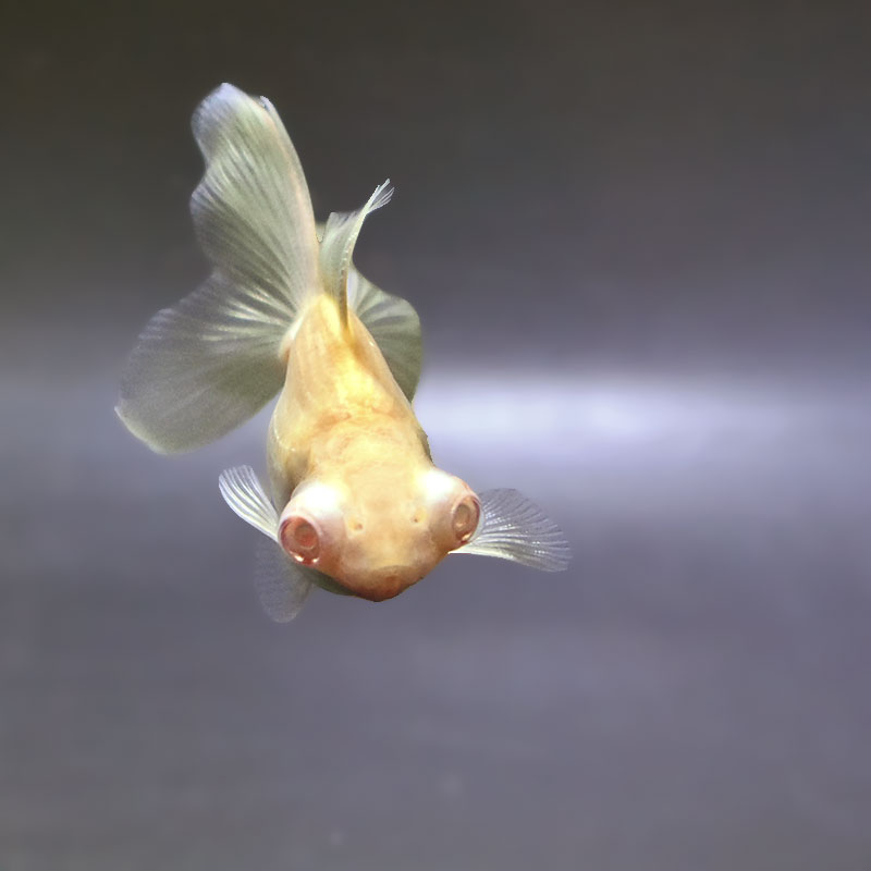 金魚王子】アルビノ朱砂竜眼 7cm前後 (個体番号：zaq743) 金魚