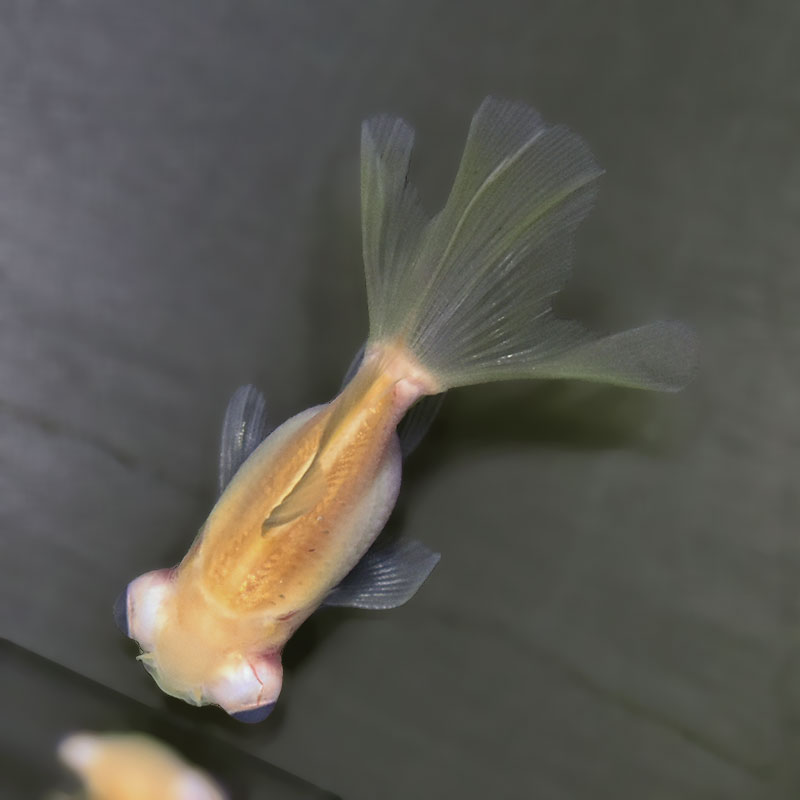 金魚王子】アルビノ朱砂竜眼 7cm前後 (個体番号：zaq743) 金魚