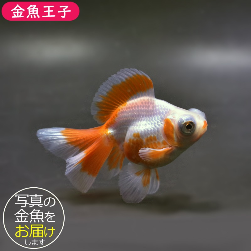 【金魚王子】更紗蝶尾 8±1cm前後 (個体番号：xsw113) 金魚 きんぎょ 生体 蝶尾 厳選個体