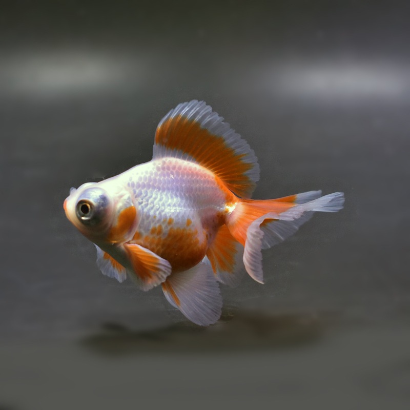 【金魚王子】更紗蝶尾 8±1cm前後 (個体番号：xsw113) 金魚 きんぎょ 生体 蝶尾 厳選個体