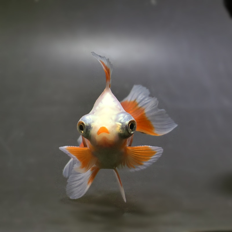 【金魚王子】更紗蝶尾 8±1cm前後 (個体番号：xsw113) 金魚 きんぎょ 生体 蝶尾 厳選個体