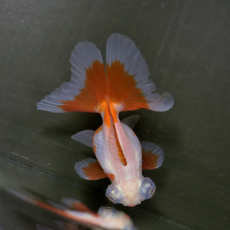 【金魚王子】更紗蝶尾 8±1cm前後 (個体番号：xsw113) 金魚 きんぎょ 生体 蝶尾 厳選個体