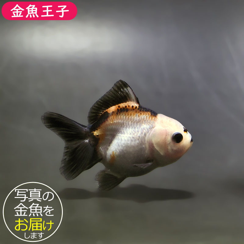 金魚王子】トリカラーオランダ 6.5±1cm前後 (個体番号：xsw252) 金魚