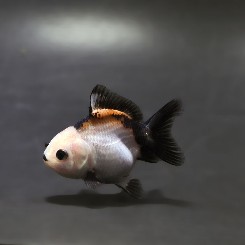 金魚王子】トリカラーオランダ 6.5±1cm前後 (個体番号：xsw252) 金魚