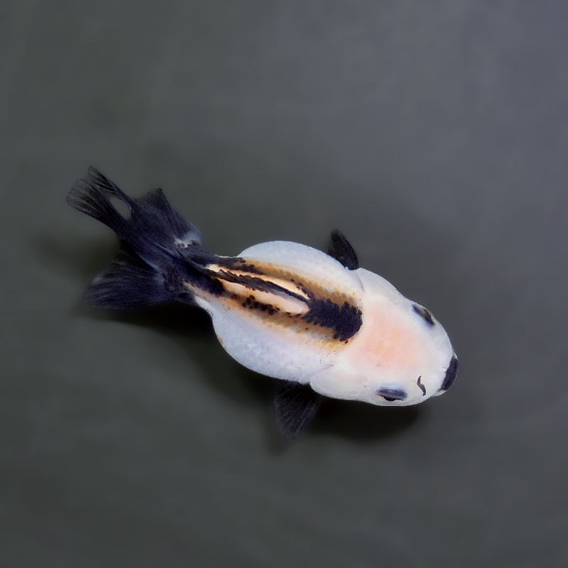 金魚王子】トリカラーオランダ 6.5±1cm前後 (個体番号：xsw252) 金魚