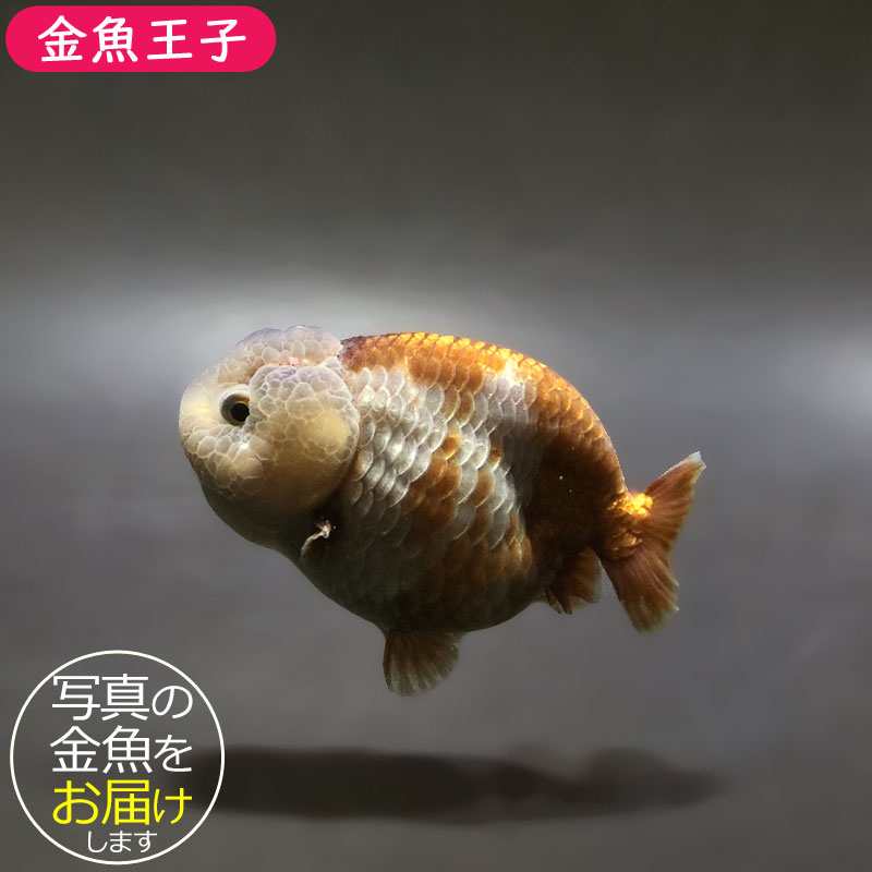 金魚王子】メノウらんちゅう 8±1cm前後 (個体番号:xsw609) 金魚 金魚王子】メノウらんちゅう 8±1cm前後 (個体番号:xsw609) 金魚