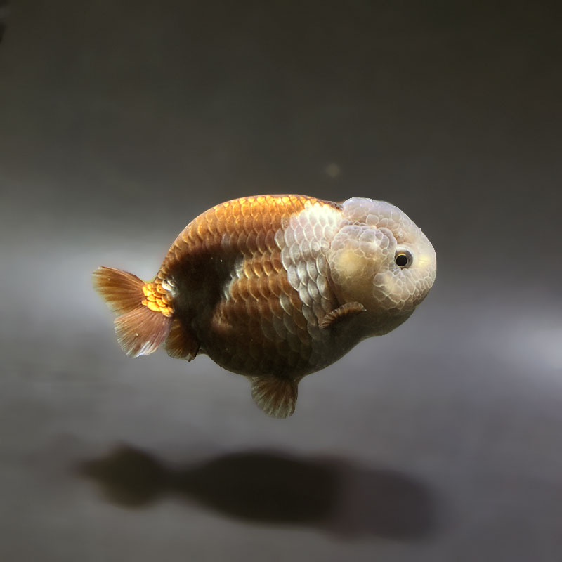 金魚王子】メノウらんちゅう 8±1cm前後 (個体番号：xsw609) 金魚