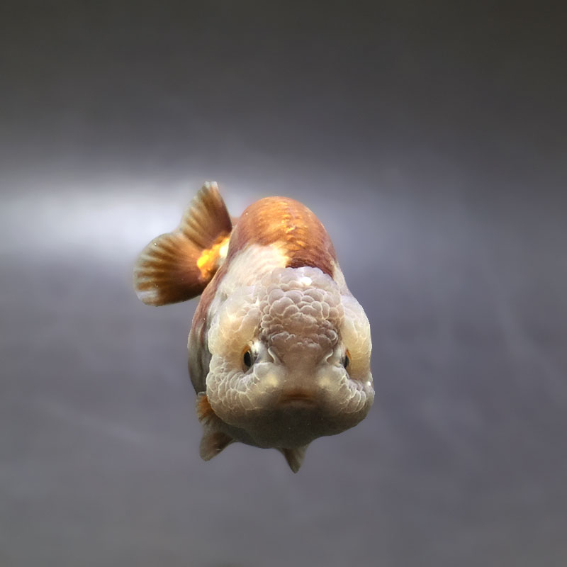 メノウの金魚の置物 03-0008 メノウ 金魚（大）1,500円 | WORLD ONE オンラインショップ