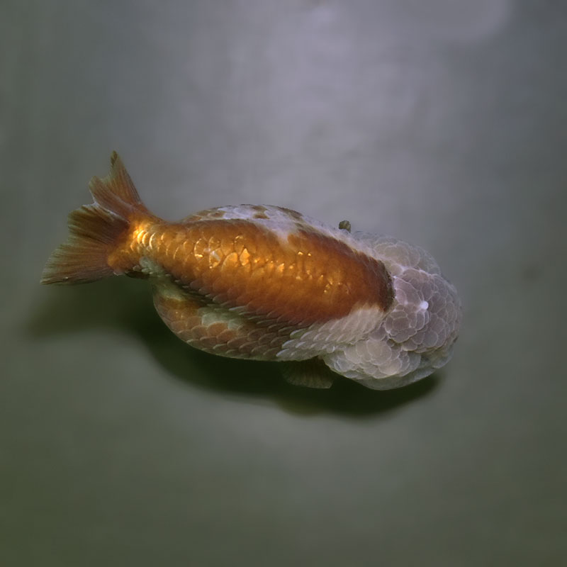 金魚王子】メノウらんちゅう 8±1cm前後 (個体番号：xsw609) 金魚